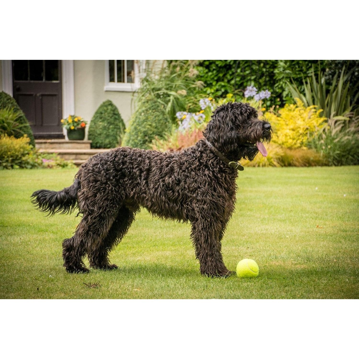 Tennis Balls, Throw and Fetch, Dog Toy, 6.5Cm (1 Pack of 20 Balls)