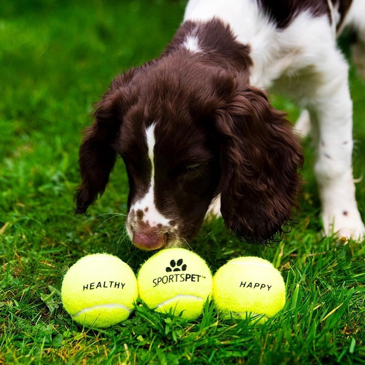 Tennis Balls for Dogs - Extra Bouncy - Non Toxic - Durable - Long Lasting - Floats (Tennis Balls Standard (12 Pack)) (63.6Mm)