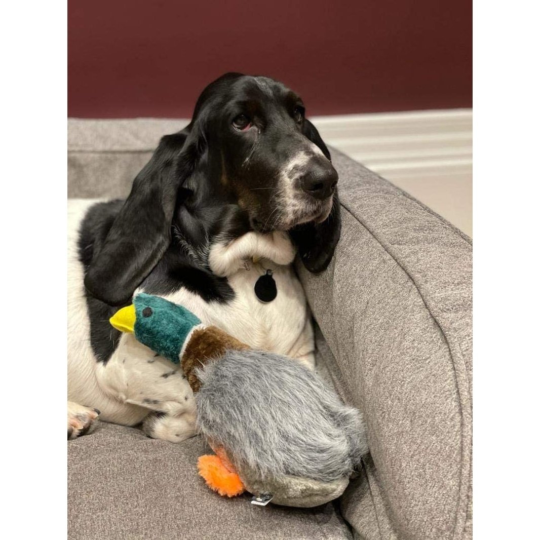 Honking and Squeaky Duck Plush Dog Toy