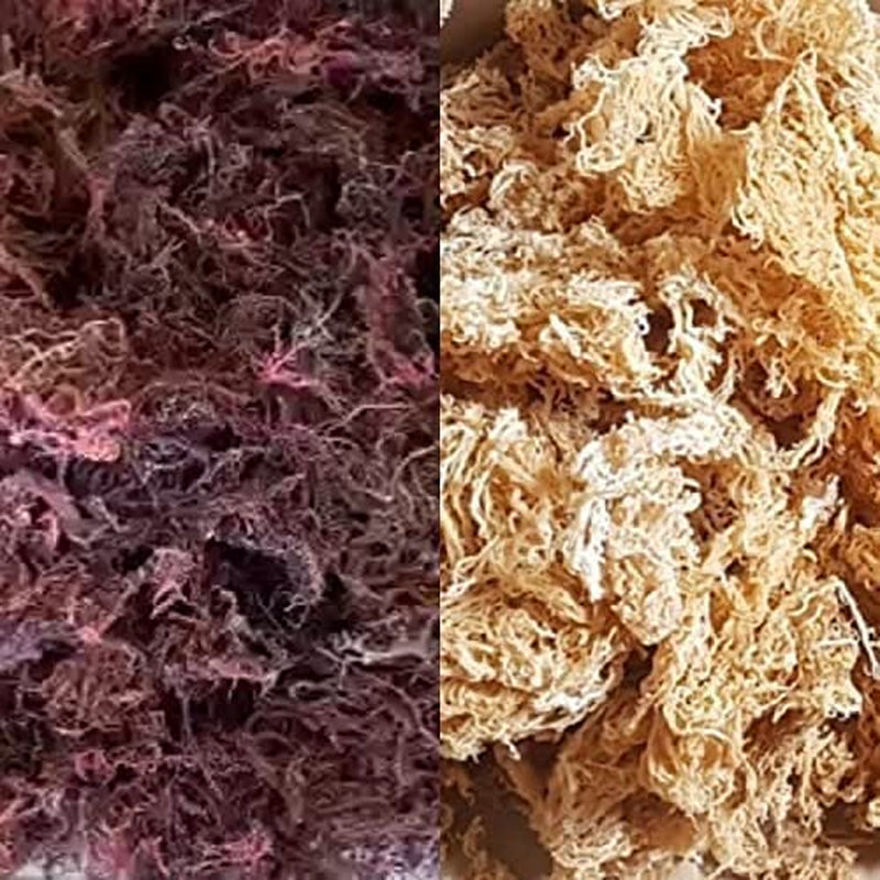 Sea Moss (Raw) (Gold/Purple/Red, 100G), Wildcrafted, Dr Sebi, Vegan, (Also Known as Irish Moss)