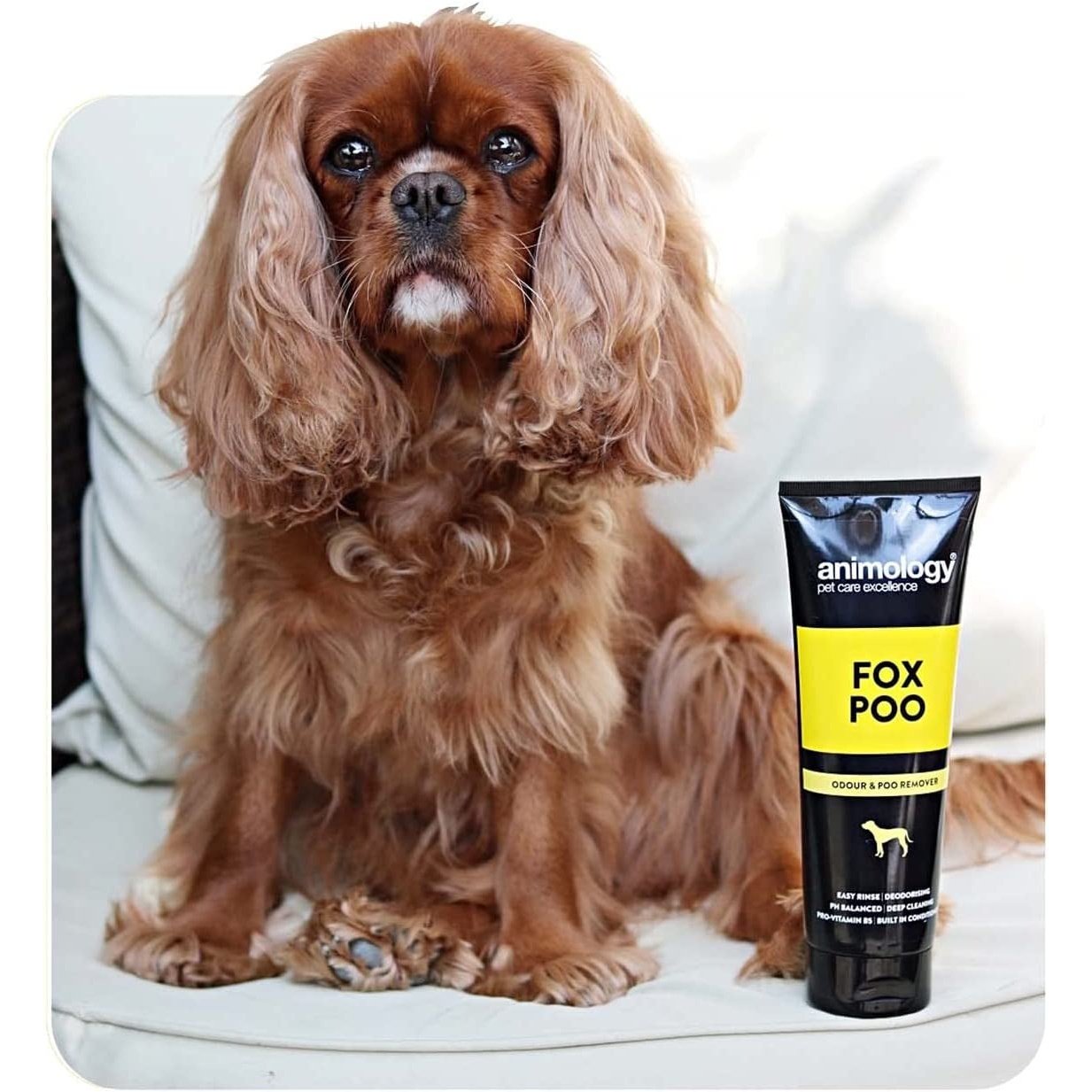 Animology Fox Poo Dog Shampoo 250Ml Clear Store